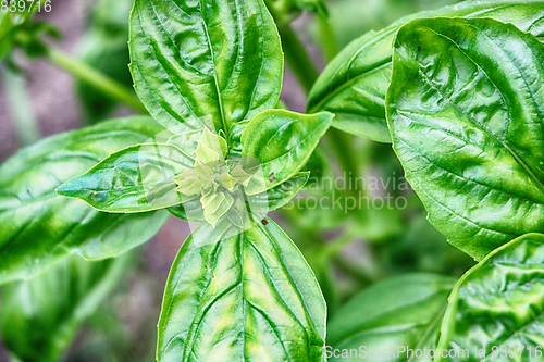 Image of sweet basil plant