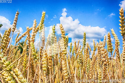 Image of golden corn field