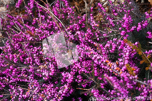 Image of violet heather flowers