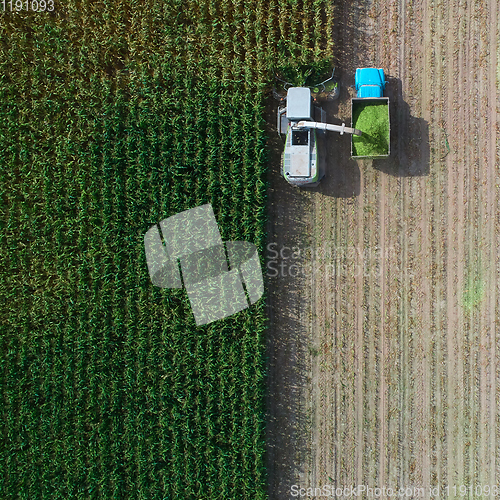 Image of Combine harvester pours corn grain into the truck body. Harvester harvests corn. Collect corn cobs with the help of a combine harvester.