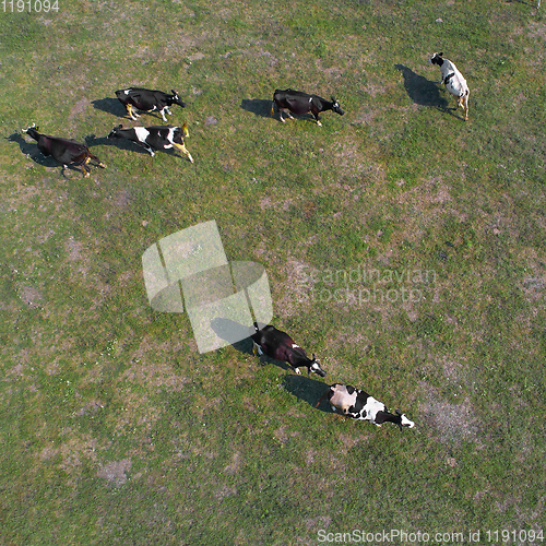 Image of aerial view of cows on green pasture in Ukraine