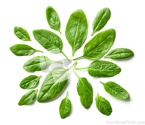 Image of green spinach leaves