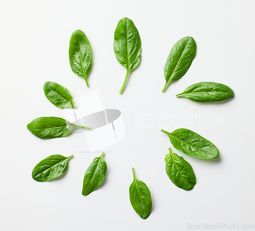 Image of green spinach leaves