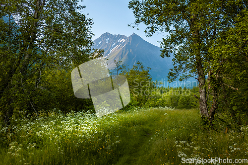 Image of landscape with flowers and mountain