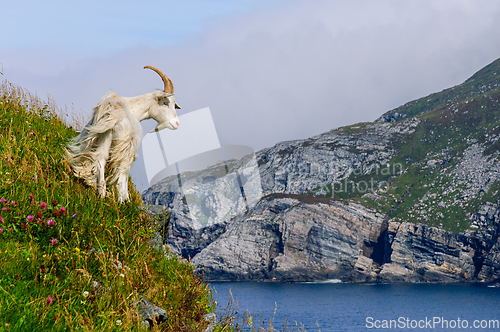 Image of mountain goat on the mountain