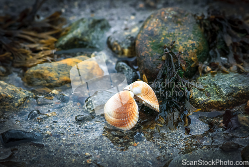 Image of shell on the beach