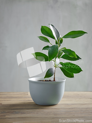 Image of plant with green leaves