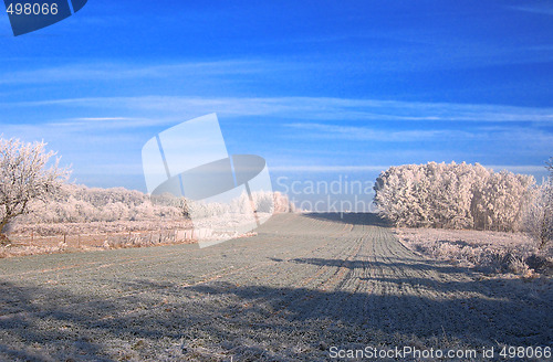 Image of winter on field