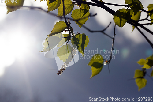 Image of green leaves birch