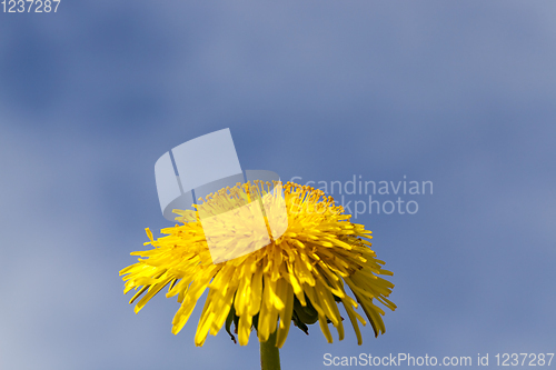 Image of yellow dandelion