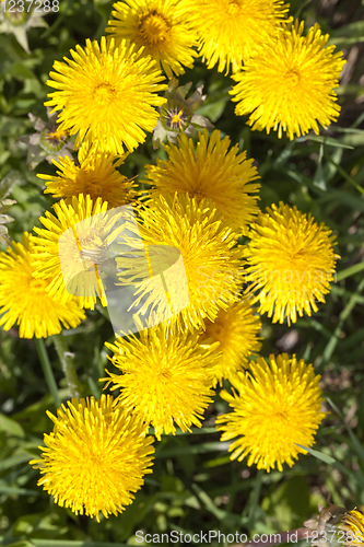 Image of green leaves and yellow flowers