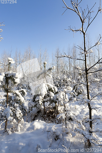 Image of Snow drifts in winter