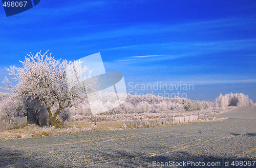 Image of winter on field