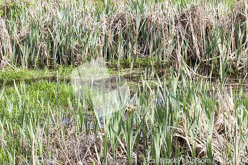 Image of swamp, spring