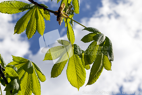 Image of chestnut leaves