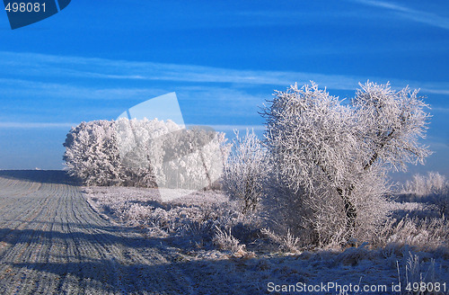 Image of winter on field