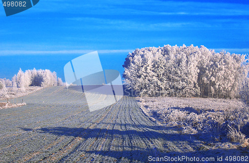 Image of winter on field