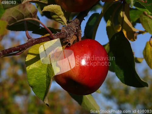 Image of Red apple