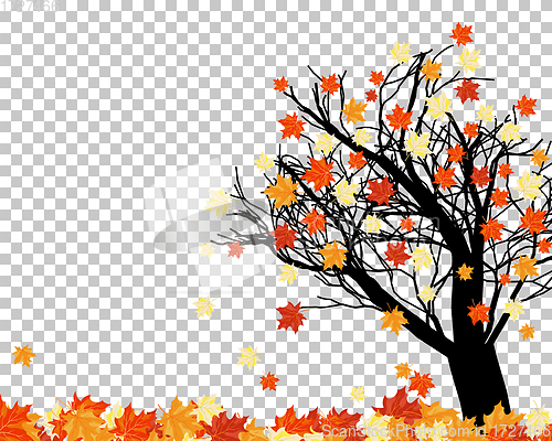 Image of Autumn maples