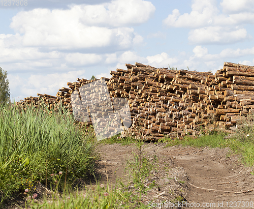 Image of pile of pine trunks