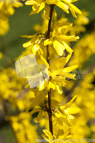 Image of spring yellow flowers