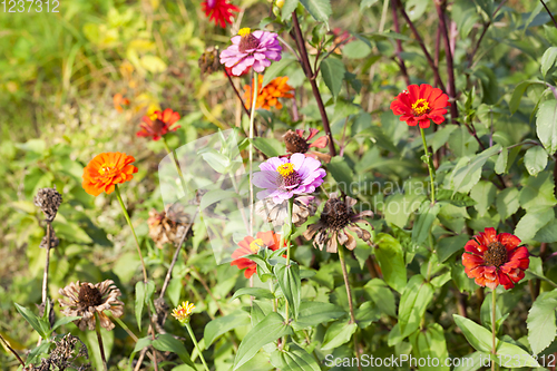 Image of blooming and dry flowers