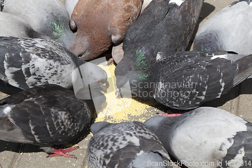 Image of millet pigeons