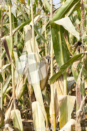 Image of dry mature corn