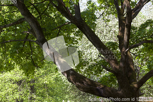 Image of trunk maple