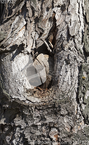 Image of brown tree bark