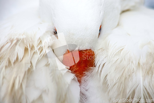 Image of White Domestic Goose