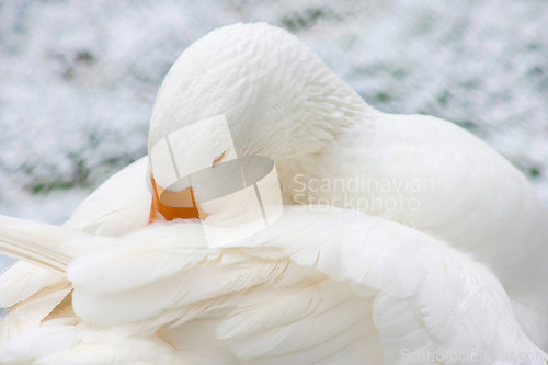 Image of White Domestic Goose