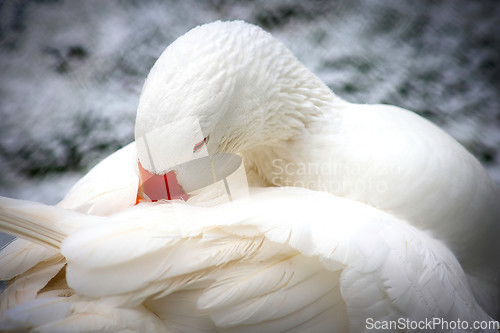 Image of White Domestic Goose