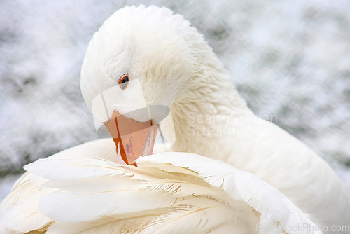 Image of White Domestic Goose