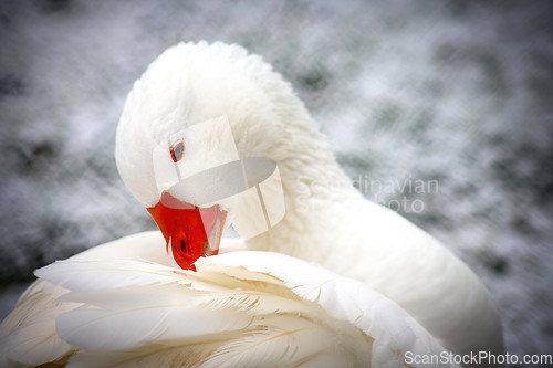 Image of White Domestic Goose