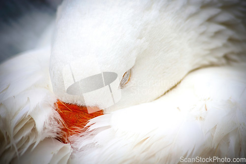 Image of White Domestic Goose