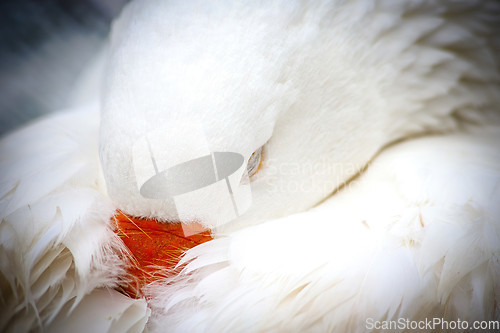 Image of White Domestic Goose