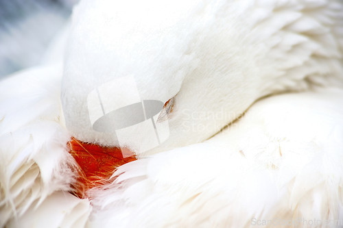 Image of White Domestic Goose