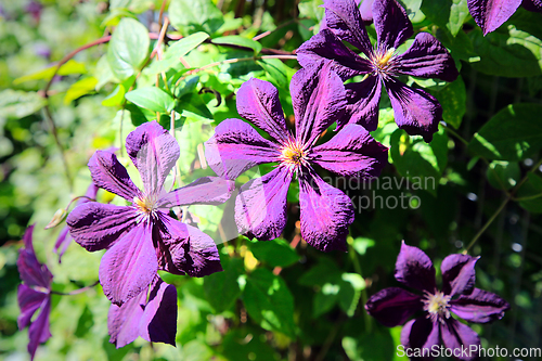 Image of Purple Clematis Flowers 