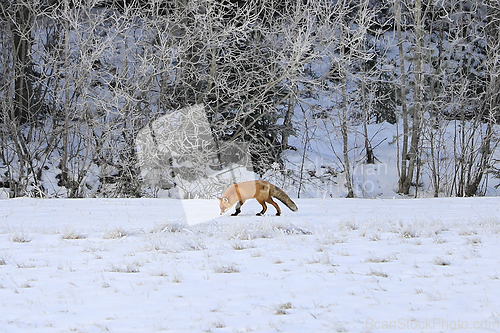 Image of Fox Looking For Food in Winter