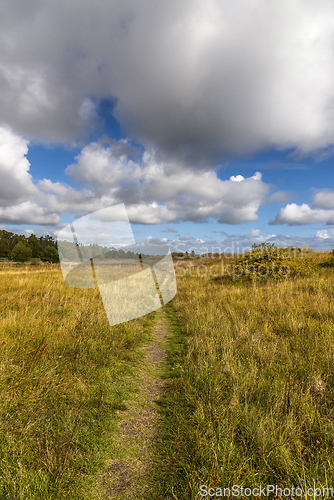 Image of A path in the grass on the coast