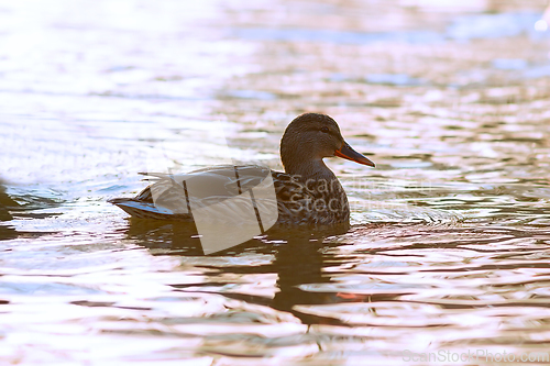 Image of female mallard at dawn