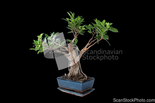 Image of Ficus tigerbark bonsai on dark background