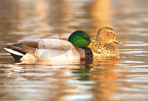 Image of mallard ducks couple on water