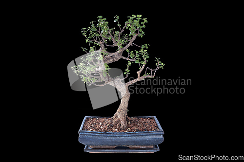 Image of Portulacaria afra isolated large bonsai