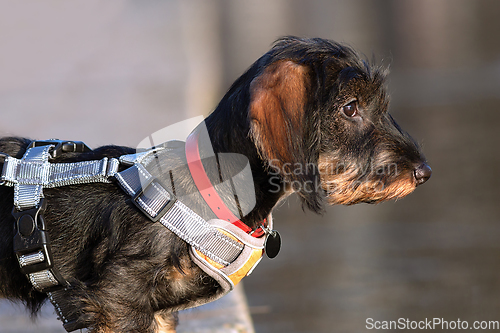 Image of profile portrait of a wire haired dachshund