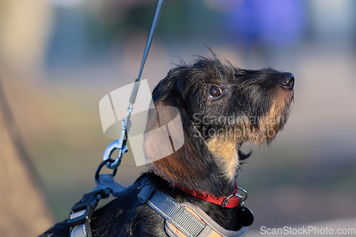 Image of wire haired dachshund portrait