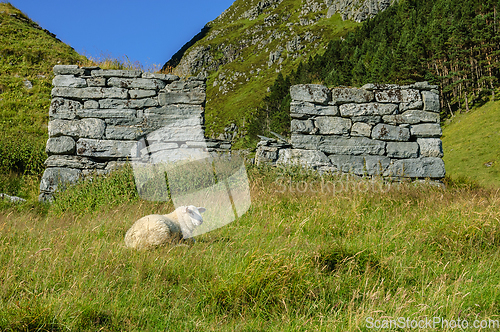 Image of Sheep in front of stone ruin