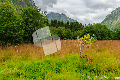 Image of autumn colors with mountains in the distance