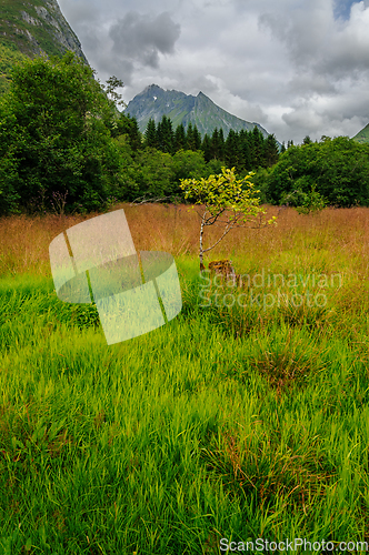 Image of autumn colors with mountains in the distance